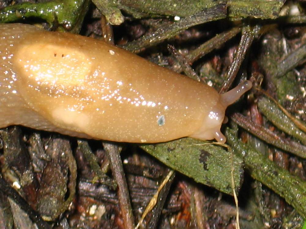 Lehmannia sp. da La Maddalena (Sardegna)